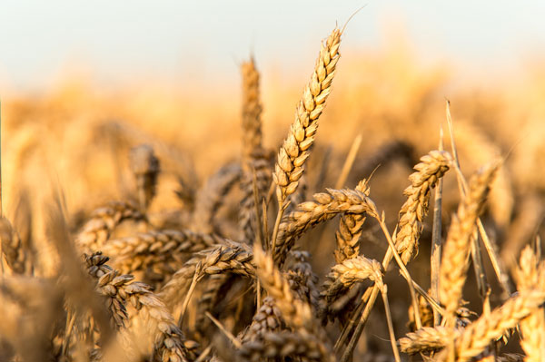 Appeals Court Binds Monsanto to Promise Not to Sue Organic Farmers